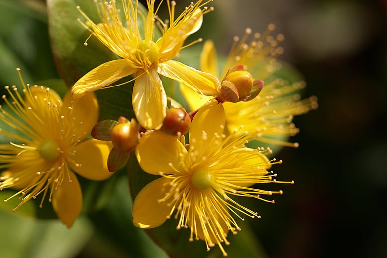 St. Johns wort