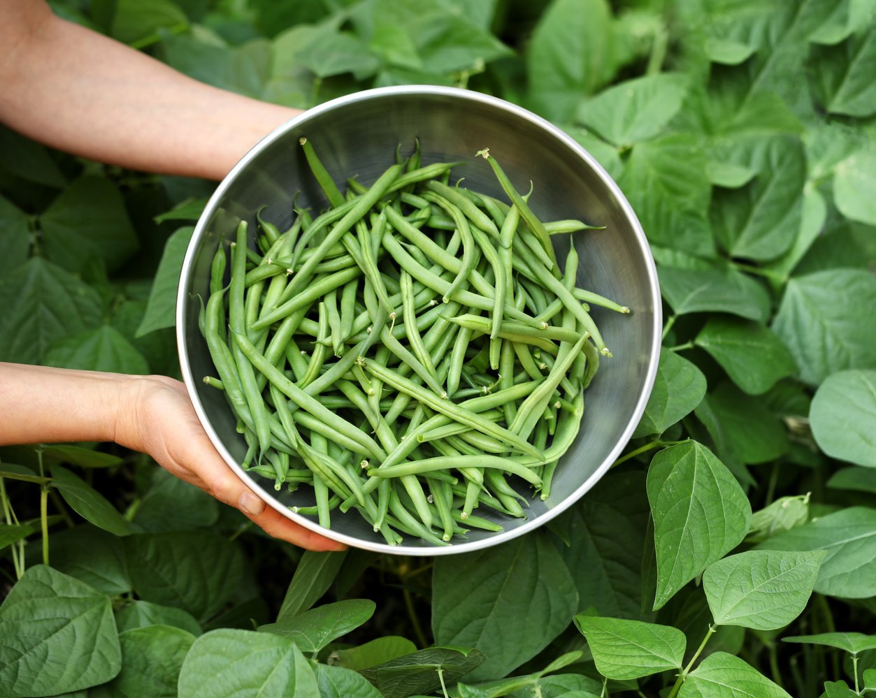 Organic Green Beans 