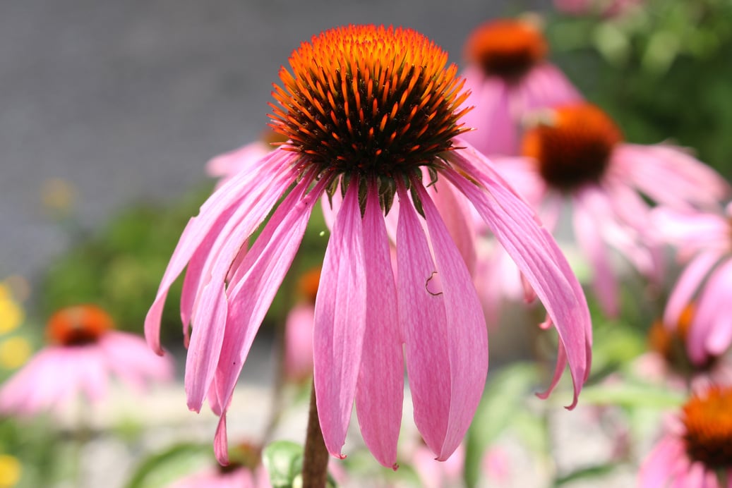 Echinacea - 'Pale Purple Coneflower' - Echinacea Pallida