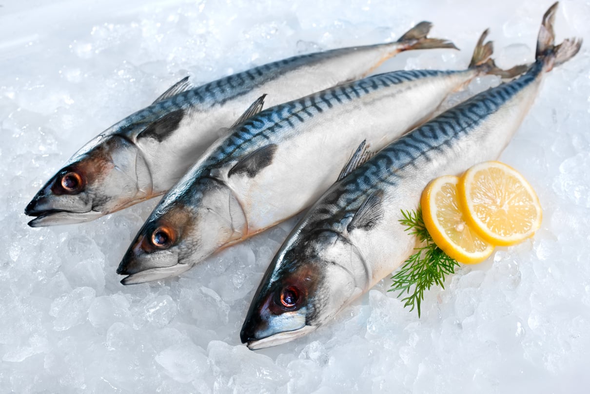 Mackerel fish on ice