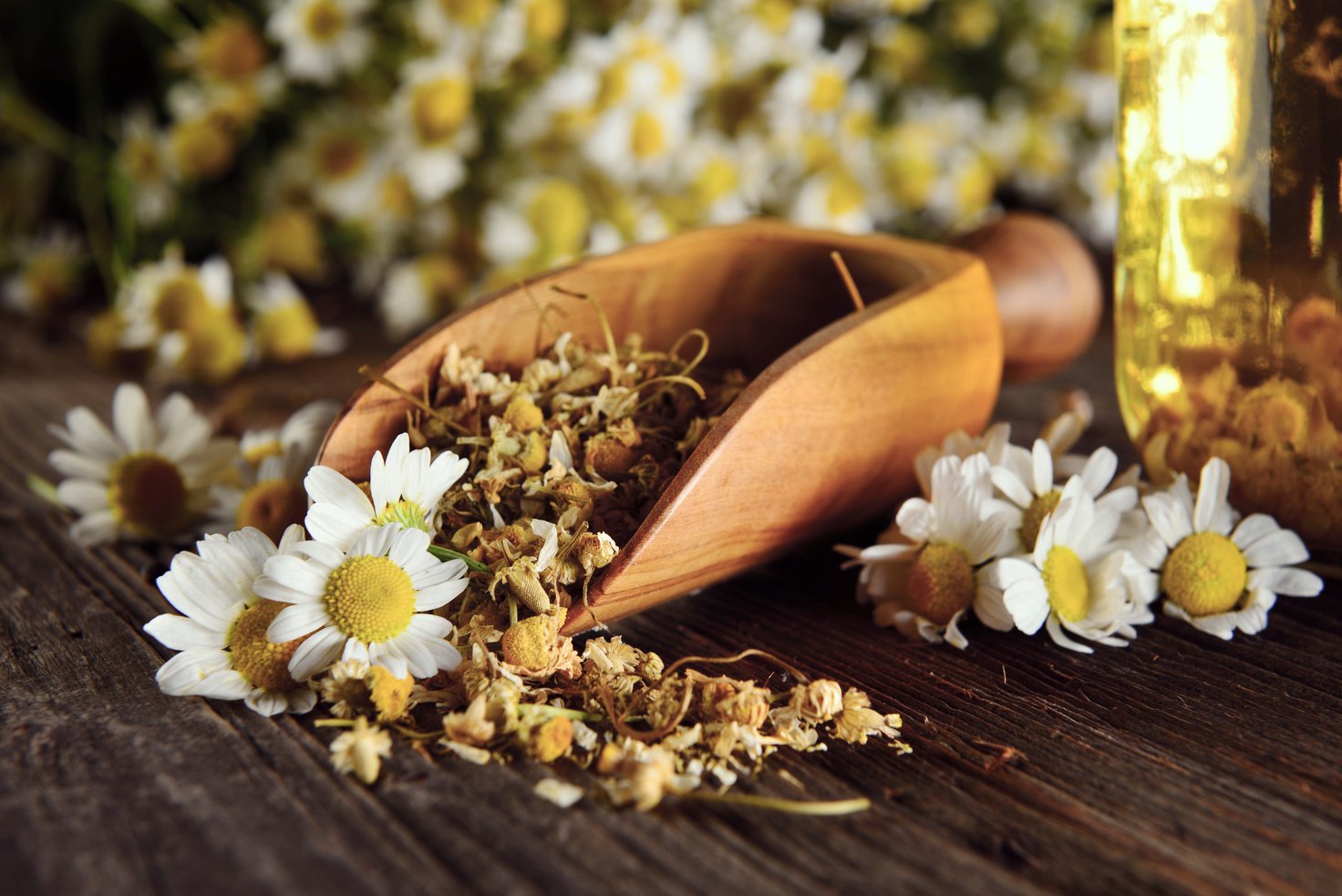 Chamomile