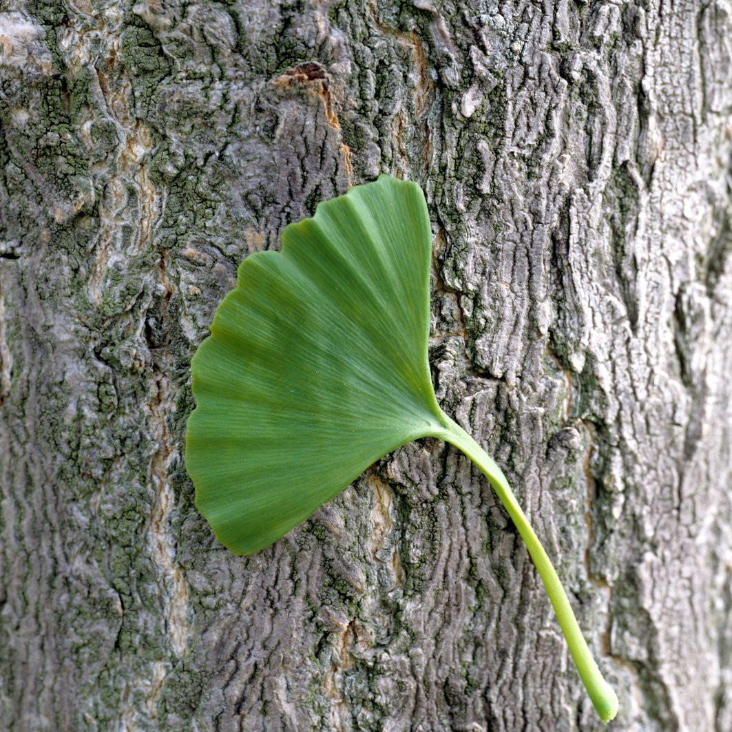 Ginkgo biloba; stem bark,