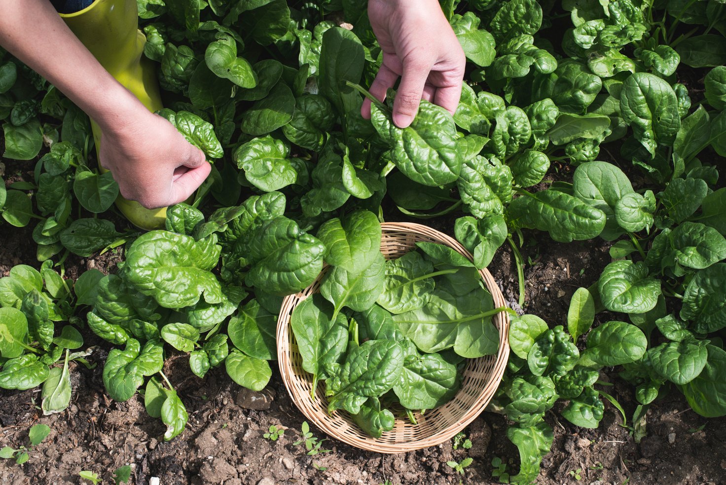 Picking Spinach in a Garden