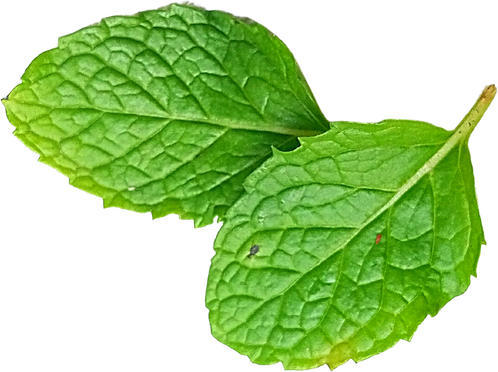 Mint Leaves