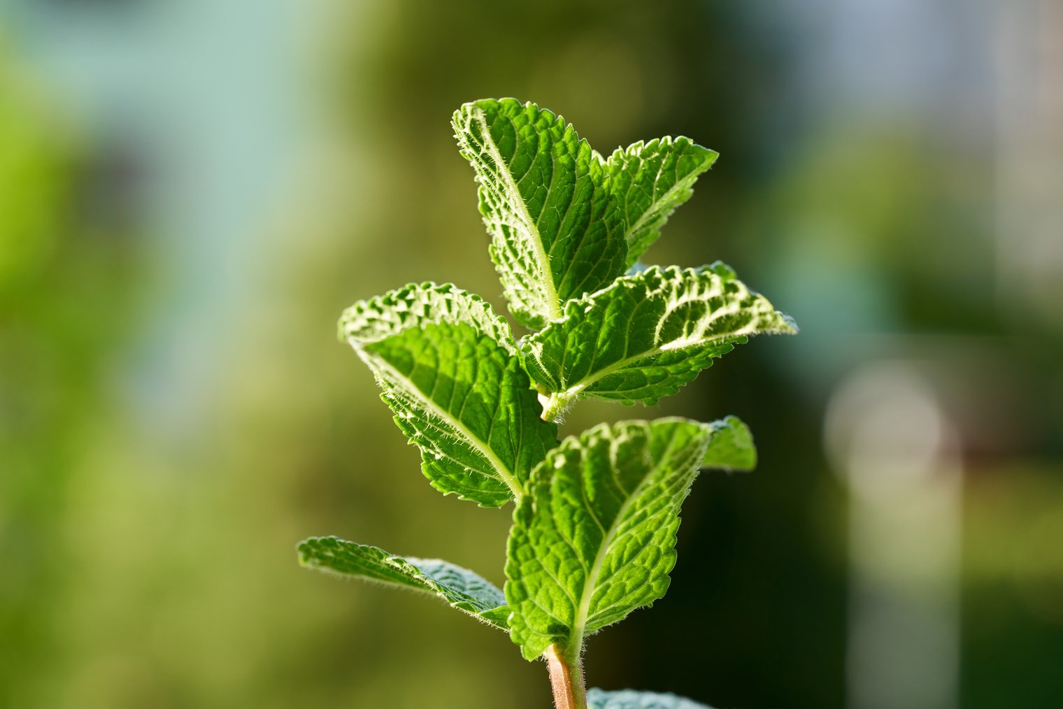 Peppermint Herb Plant