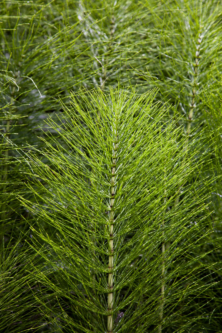 Horsetail