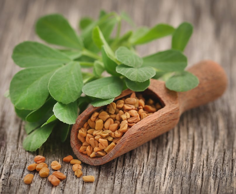 Fenugreek seeds with green leaves